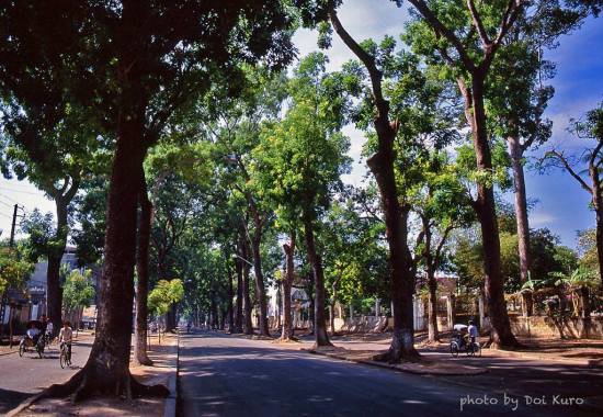 Hàng cây trên đường Tôn Đức Thắng, 1989.